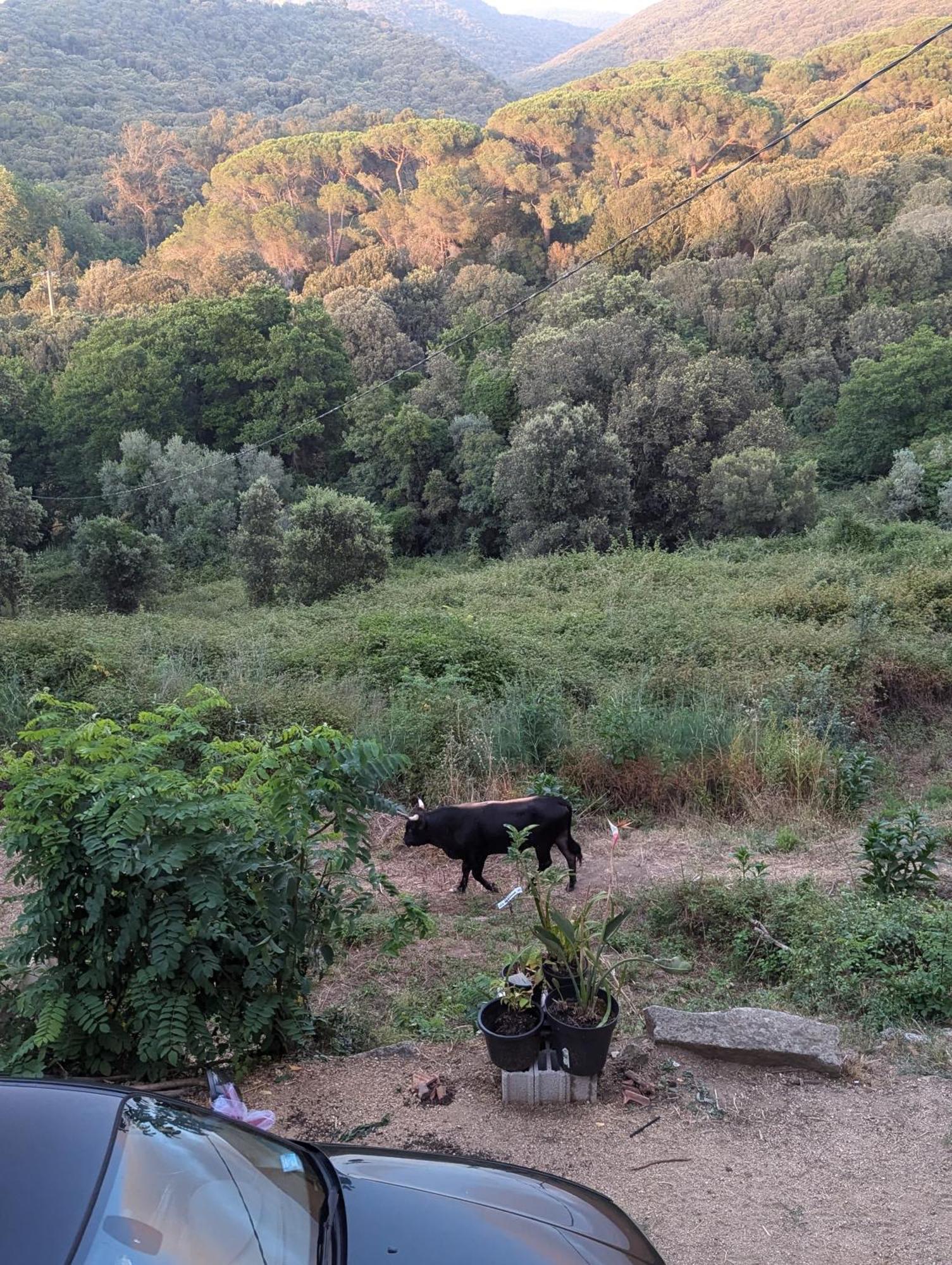 Homestay Au Coeur Du Maquis Sartenais Granace